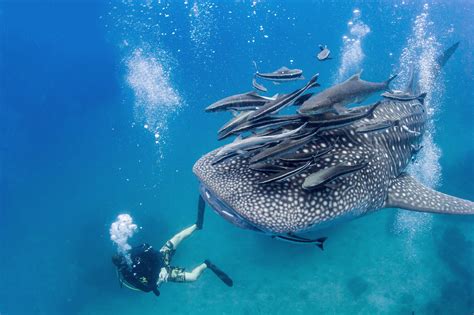 Swim With Whales at the Top 4 Spots Around the World