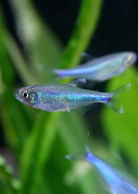 Blue King Tetra tropical fish from Discus.ae products online in Dubai ...