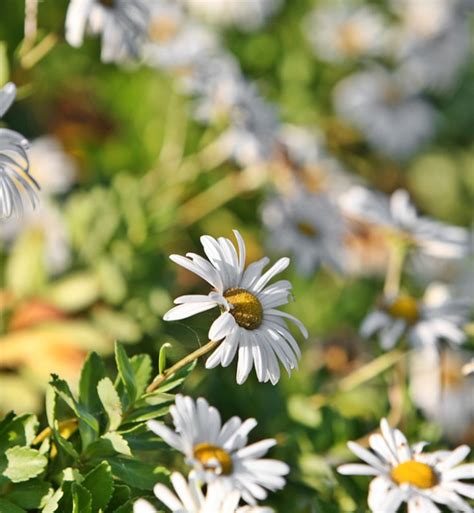 12 Stinky Plants to Avoid Planting in Your Yard - PureWow