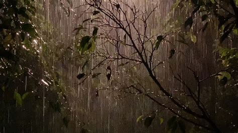 Dense Heavy Rain Sounds in the Forest at Night - Rainforest Sound for ...