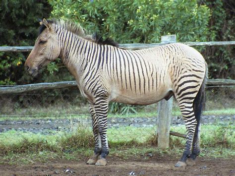 zebroid 3 | Zebroid or zorse, a horse-zebra hybrid. Mount Ke… | Flickr