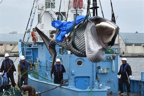 Japan under pressure over past hunting of endangered whales