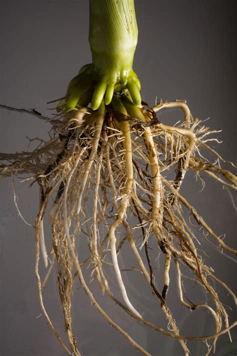 Getting to the Root of Crop Improvements – Research at Nebraska