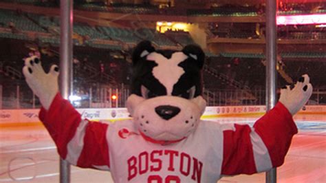 Shenanigans! Boston University's Mascot Rhett Named Best In City - BC Interruption