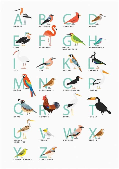 Bird Alphabet print Animal Alphabet, Alphabet Print, Lettering Alphabet ...