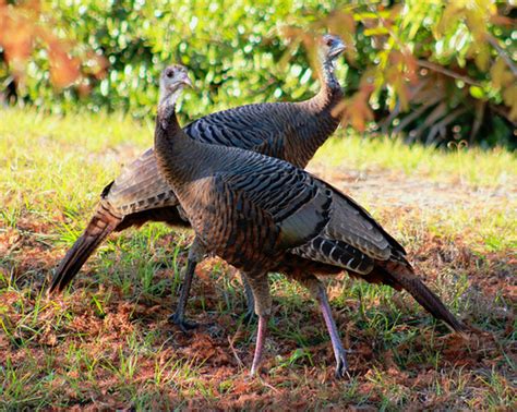 Wild Turkey Rebound in Missouri, Future Looks Promising | OutdoorHub