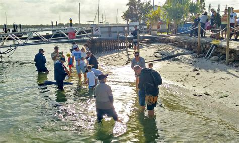 Feed wild dolphins at Tin Can Bay - Our Coast Life