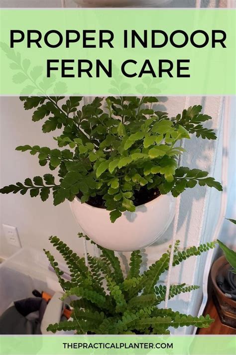 Proper Indoor Fern Care – Everything You Need to Know - The Practical Planter in 2020 | Ferns ...