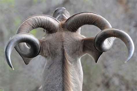 Top 171 + Animals that have horns - Inoticia.net