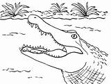 Alligator Coloring Page  Art Starts sketch template