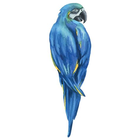 Tropical sitting bright juicy blue-yellow macaw parrot. Hand drawn watercolor botanical ...