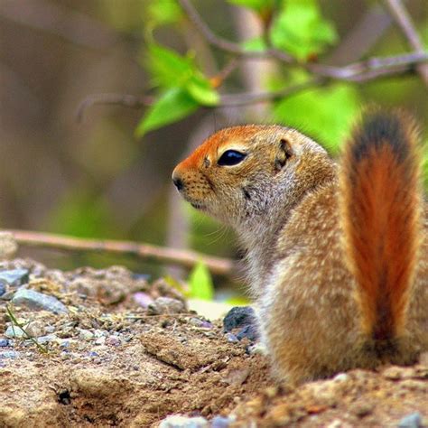 2 A Male yearling arctic ground squirrel in boreal forest habitat of SW... | Download Scientific ...