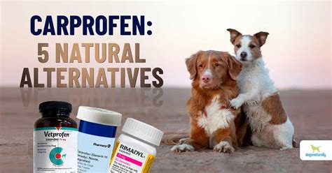 Carprofen For Dogs: 5 Natural Alternatives - Dogs Naturally