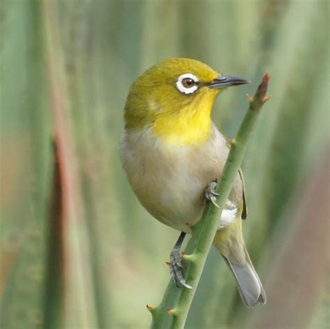 Image result for Japanese white eyed bird | Pet birds, Beautiful birds, Birds