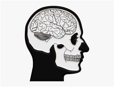 Skull And - Skull With Brain Drawing Transparent PNG - 500x588 - Free ...