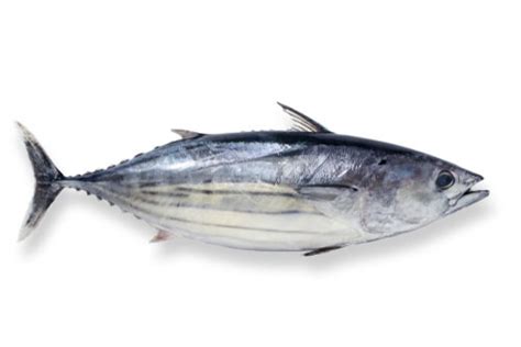 Bonito - Facts and Beyond | Biology Dictionary