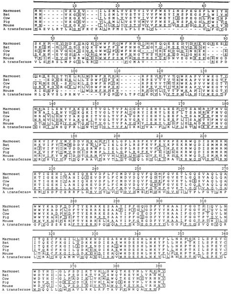 Comparison of the amino acid sequence of bat α1,3 GalT with other α1,3 ...