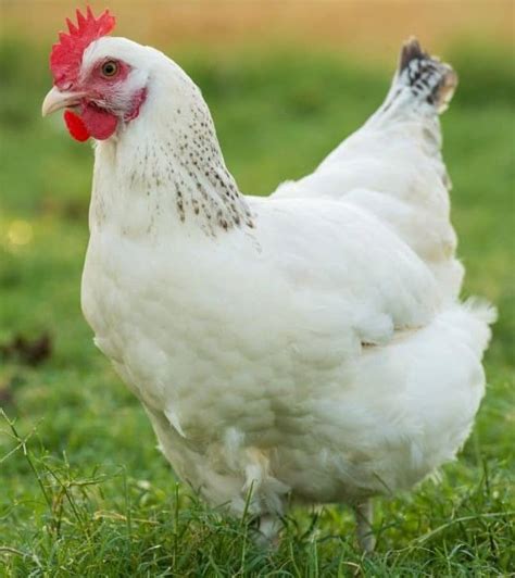 Delaware Chicken - How to Raise and Why You Should - Rural Living Today