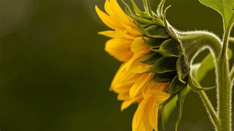 Wallpaper Sunflower side view 1920x1080 Full HD 2K Picture, Image