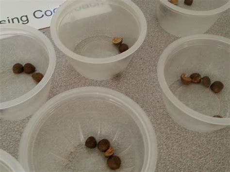 STEM Lab: Mexican Jumping Beans - Elementary Nest