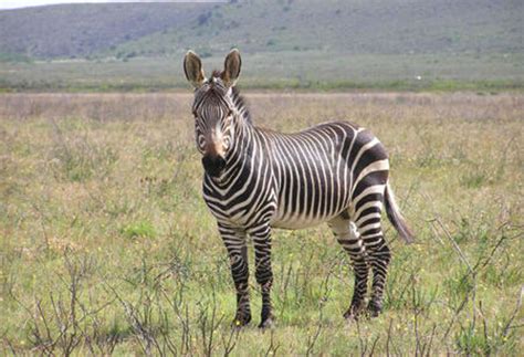 Safari to South Africa | Cape Mountain Zebra Self-drive Safari