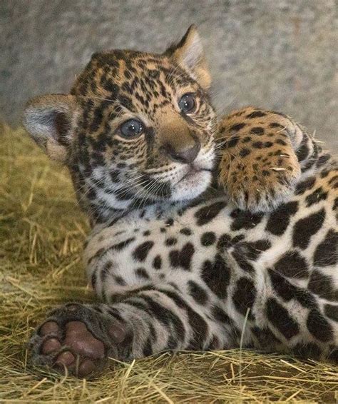 San Diego Zoo’s Jaguar Cub Needs a Name - ZooBorns