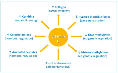 The enzyme cofactor activities of vitamin C. Vitamin C is a cofactor of... | Download Scientific ...