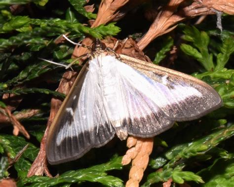 Cydalima perspectalis (Crambidae) image 47736 at