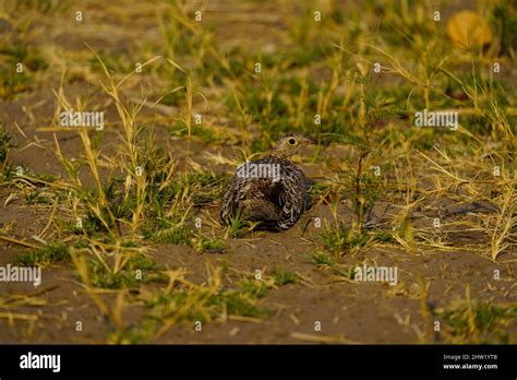 African birds can be stunning colours & the sounds of birdsong is incredible Stock Photo - Alamy