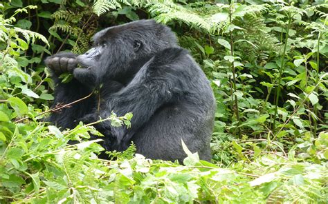 Budget Gorilla Trekking - The African Encounters