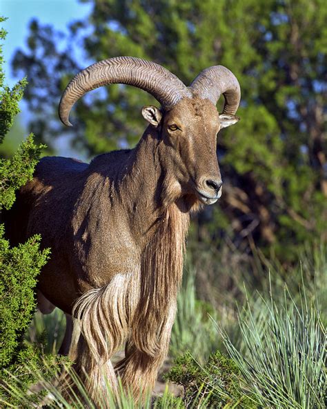 Aoudad Sheep Photograph by Gary Langley