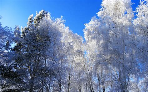 Winter Hoarfrost Trees - [1900 x 1188]