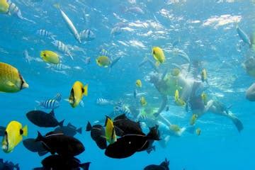 Dolphin Speedboat Adventure Tour in Waikiki, Honolulu, Oahu, Hawaii