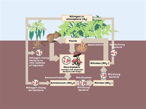 Nitrogen Cycle Activity Sheet