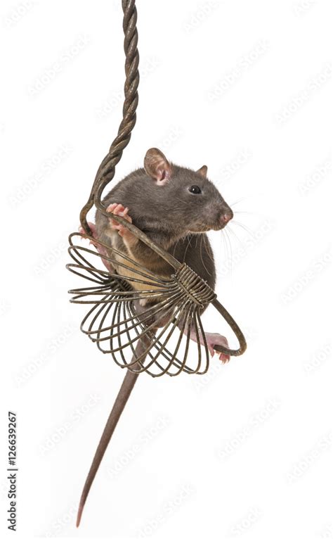 Rattus norvegicus - pet rat Stock Photo | Adobe Stock