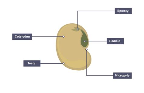 Seed Germination topic IGCSE Diagram | Quizlet