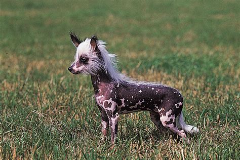 Chinese Crested Dogs (Origin, Varieties, Characteristics & Facts)