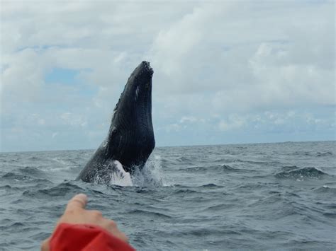 Terra do Pico Whale Watching - Visit Azores