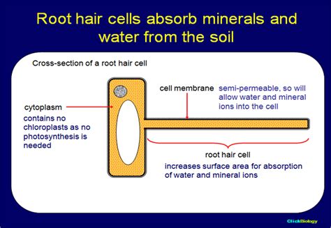 Root Hair Cell Diagram In Textbook