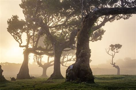 25 Photos of Madeira's Dreamy Fanal Forest by Albert Dros