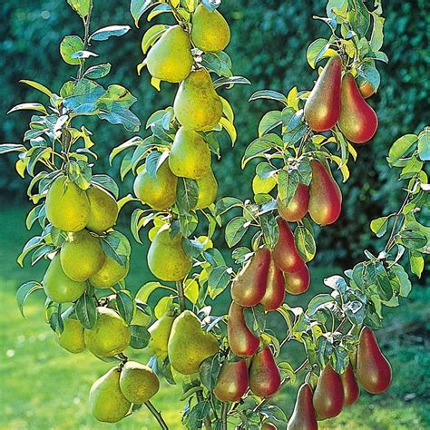 The best dwarf fruit trees to grow in pots #Fruit_Gardening