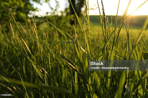 Golden Wild Grass On The Sunset In Backlight Stock Photo - Download ...