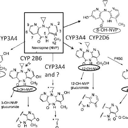 Structures of nevirapine (parent drug) and its 5 metabolites ...