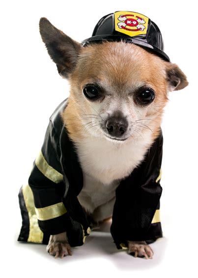 Chihuahua Costumes | Fun Dress-Up Costumes For Small Dogs - Chihuahua ...