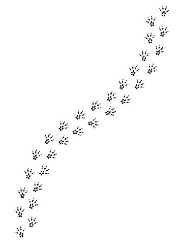 Vector Black Rat Mouse Foot Print Path Stock Illustration - Download Image Now - iStock