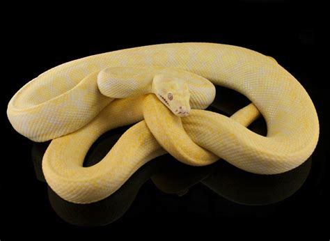 Australian Carpet Python Morphs - Carpet Vidalondon