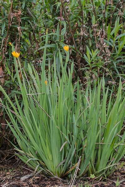 Yellow Eyed Grass