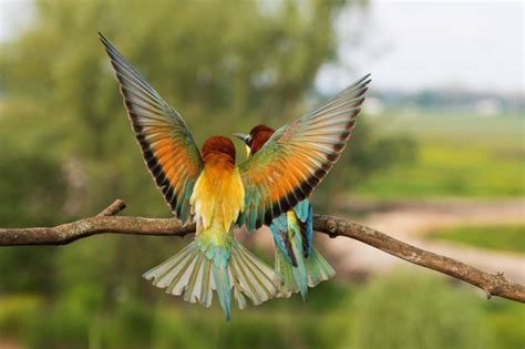 11 Most Beautiful Birds in the World