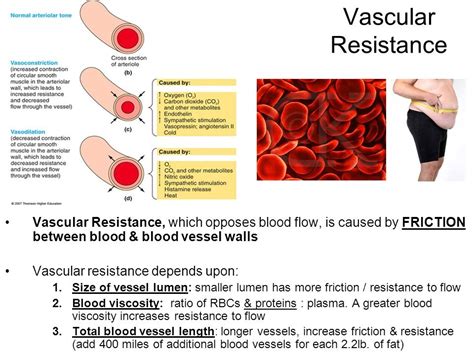 16.2 Vascular Resistance Diagram | Quizlet