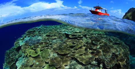 Okinawa Coral Calcium: Okinawan Discovery to Strength and Longevity